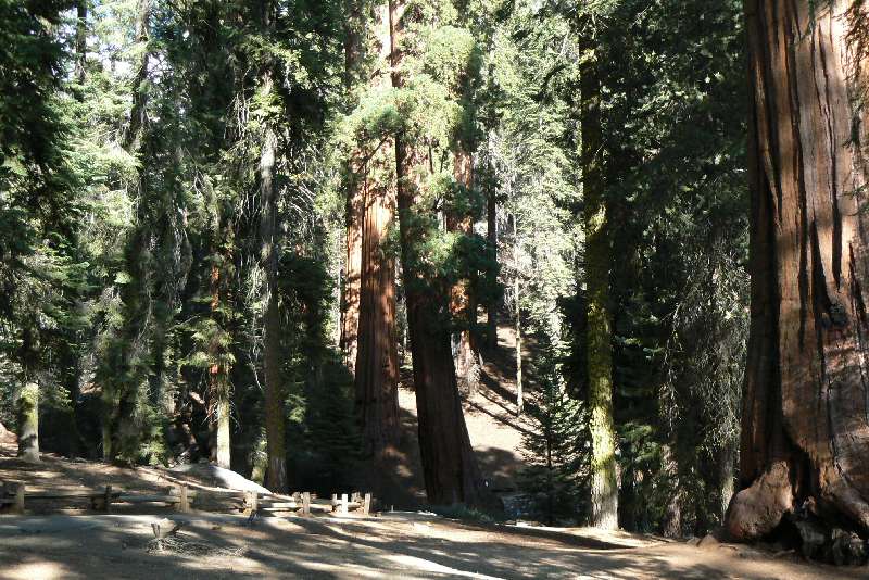22 Sequoia National Park